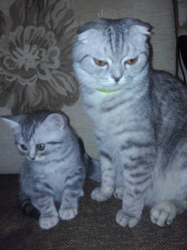 продам котенка мальчика