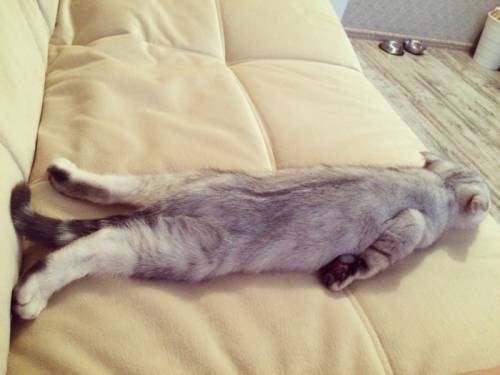 Отдам красивого котика