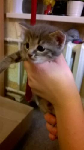 даром красивые котята