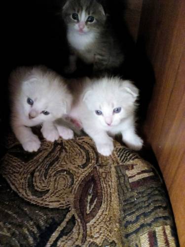 Кошечки, к лотку приучены, кушают всё. 
