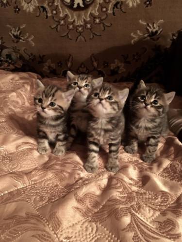 Шотландские чистокровные котята