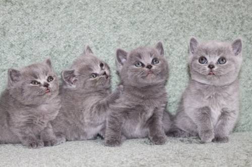 Голубые британские котята питомника Silvery Snow.