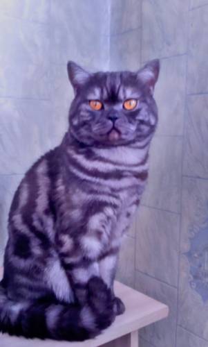 Кот на вязку