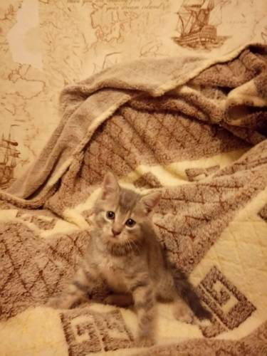 Котёнок в добрые руки!