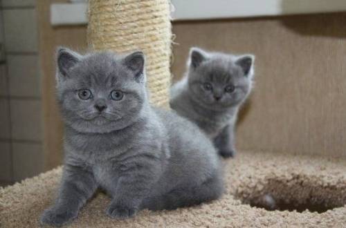 Шотландские котята