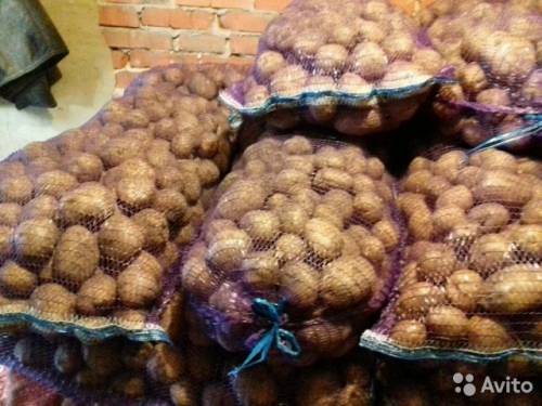 Картофель местный Голландка