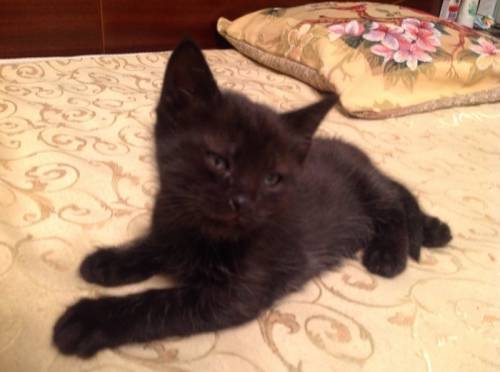 Котята ищут новых хозяев
