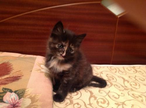 Отдам бесплатно котят