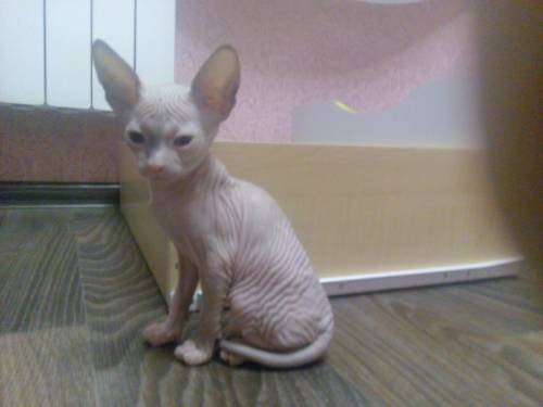котята сфинкса мальчик и девочка 2 мес