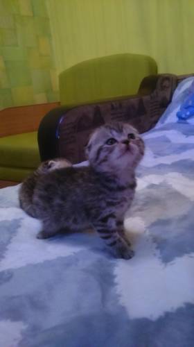 Продам котят Шотландские вислоухие.