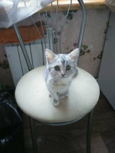 Отдам в хорошие руки котёнка