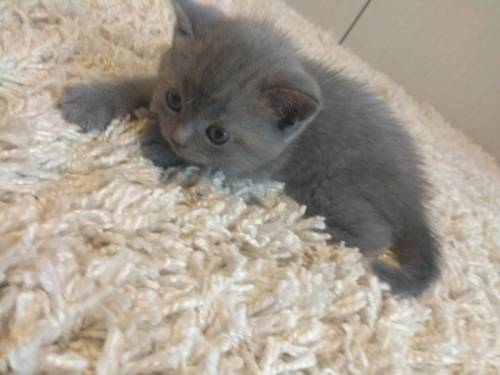 Продам шотландских котят
