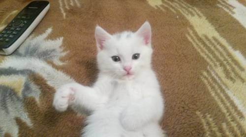 Котята-британцы для вас