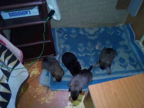 В добрые руки бесплатно,кошка,2.5черный окрас,щенки дворняжки,3 рыжих 1 чёрный,с