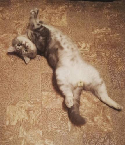 Кот-британец приглашает кошечек на вязку