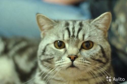 Шотландские котята         кот на вязку британский