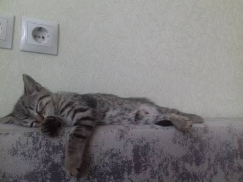 Отдам котёнка девочку