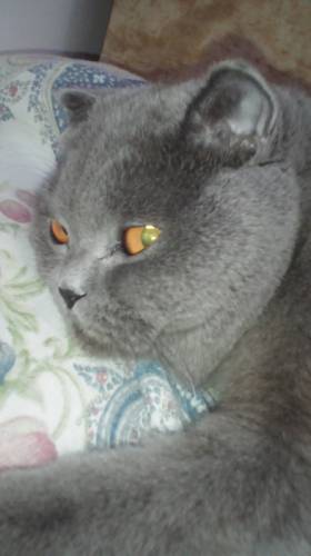 Кошка ищет для вязки кота