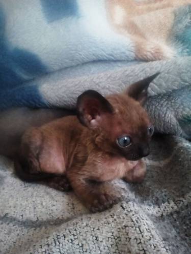 котята корниш рекс