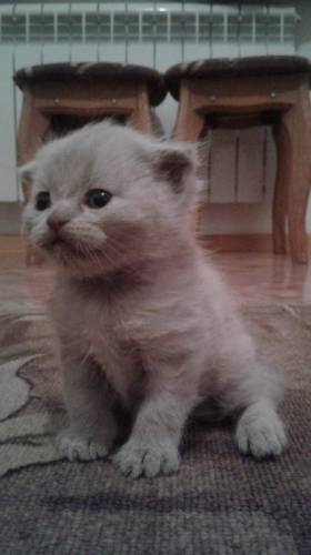 Продам двух котят!! Шотландской породы 