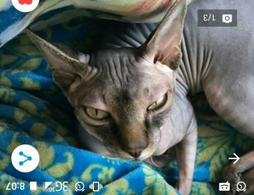 Отдам кота породы сфинкс,в добрые,порядочные руки!Отдаем в связи с переездом..