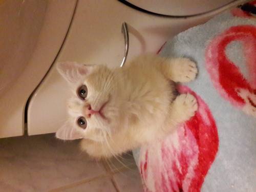 Котенок Злата в дар