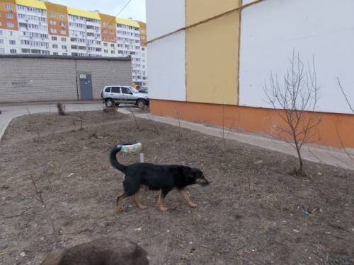  Отдам в добрые руки