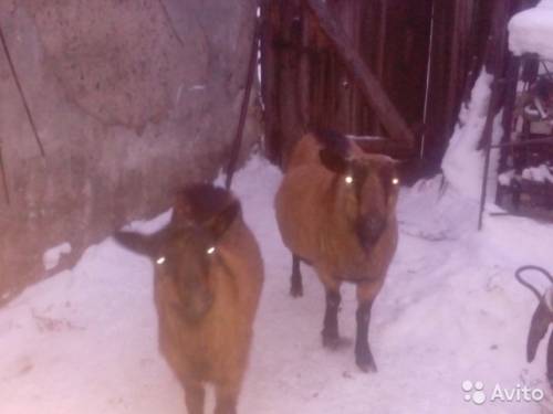Продам  коз 