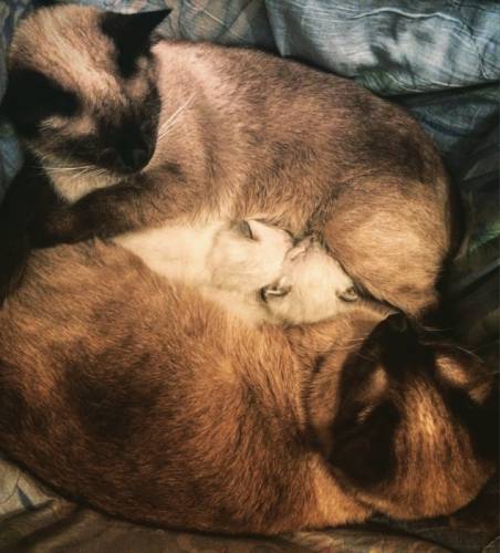 Продам сиамского котёнка 