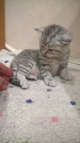 открыта бронь на шотланских котят