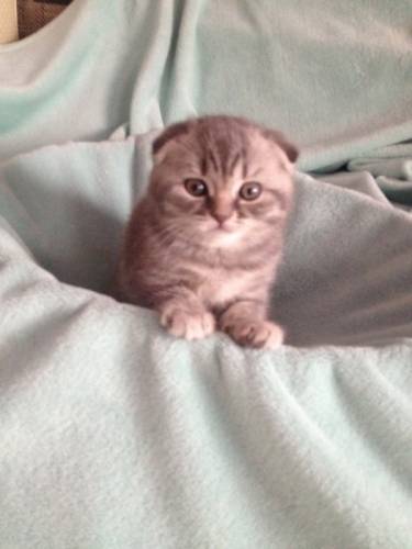 Котята шотландская вислоухая 