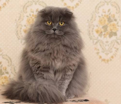 Продам кота хайленд фолд (шотландская длинношерстная) 01.05.2015 г. р. 