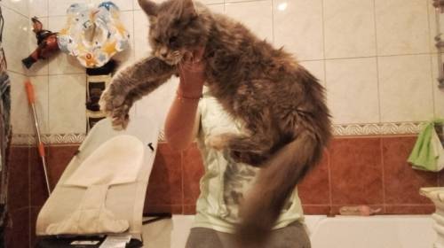 кошка мейн-кун