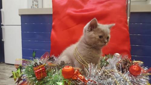 Продаются британские котята