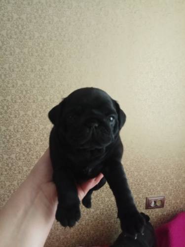 Продам щенка мопса, девочка чёрного цвета, 1,5 м.