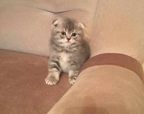Британские котята на продажу 