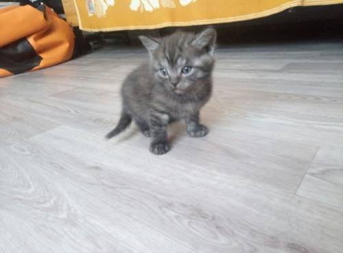 Котенок