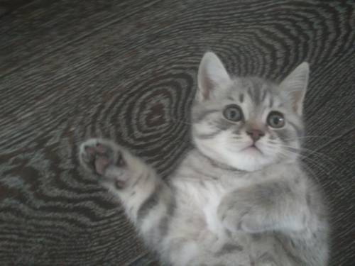 Шотландский прямоухий котик
