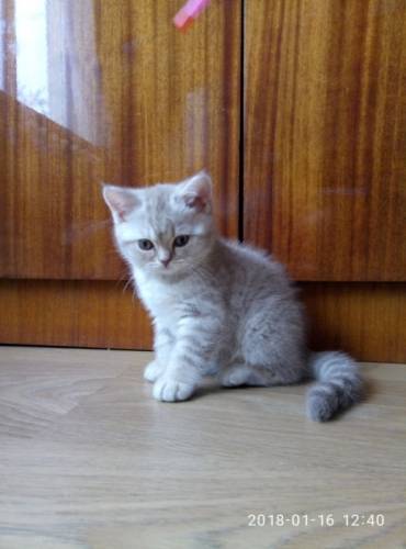 Британские короткошерстные котята