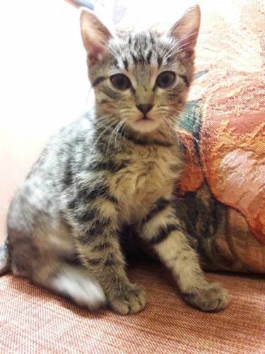 Котенок 3 месяца Шотландской породы 