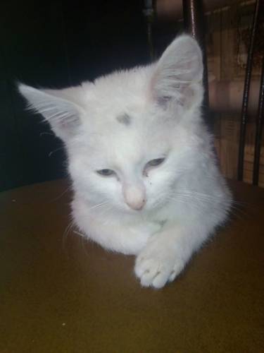 котёнок в добрые руки .
