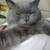 вязка с шотландским котом  прямоухий