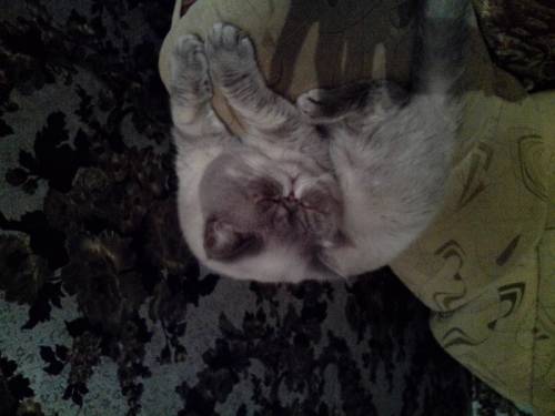 Кот ищет кошечку