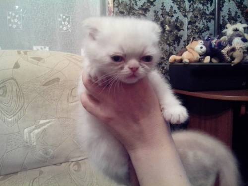 Продам котят