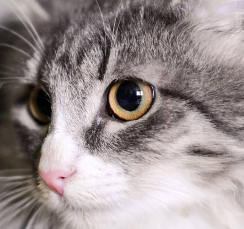 Серьезный котёнок ищет дом