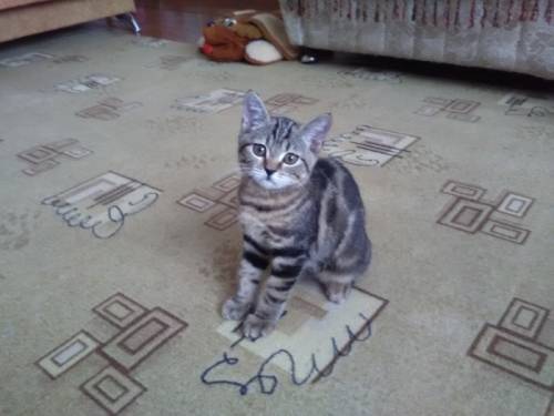 Котёнок британской породы