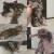 Бенгальские леопардовые котята