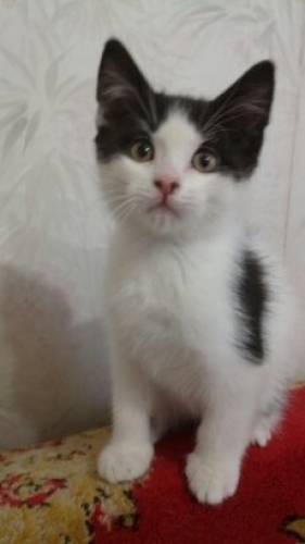 Котята в дар.