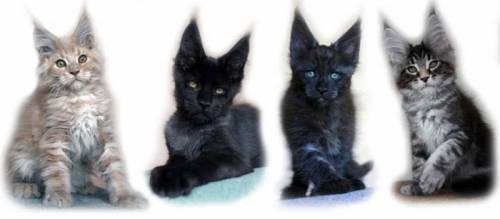 котята мейн кун