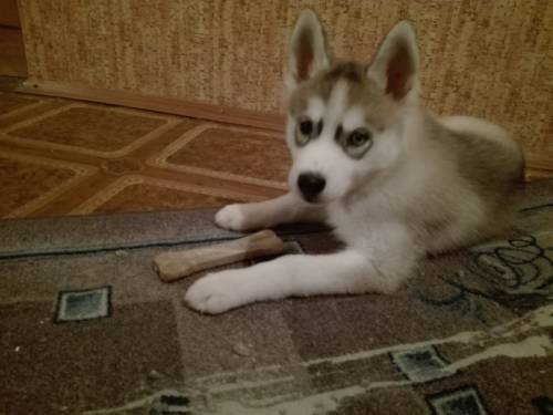 Продам щенка сибирской хаски